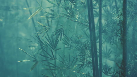 Morning-atmosphere-in-a-bamboo-forest