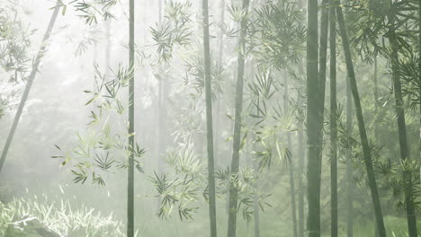 Bambuswald-Im-Süden-Chinas