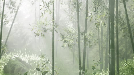 Bosque-De-Bambú-Con-Luz-Natural-De-La-Mañana-En-El-Jardín-Plantado