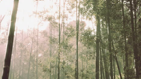Bambuswald-Mit-Natürlichem-Morgensonnenlicht-Im-Garten-Gepflanzt