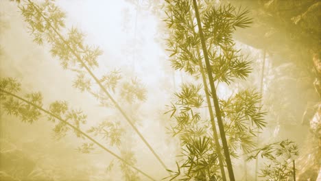 Bosque-De-Bambú-Asiático-Con-Niebla-Matutina