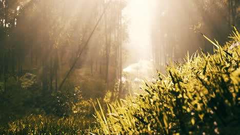 Green-bamboo-forest-in-the-morning-sunlight