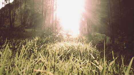 Grüner-Bambuswald-Im-Morgensonnenlicht