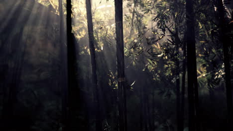 Paisaje-De-árboles-De-Bambú-En-La-Selva-Tropical
