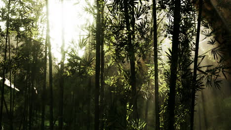 Lanscape-of-bamboo-tree-in-tropical-rainforest