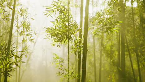Bambuswald-Zeigt-Sein-Grün