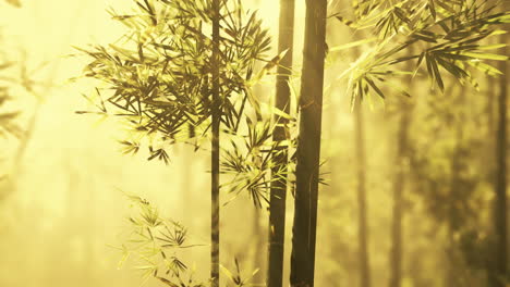 Bosque-De-Bambú-Mostrando-Su-Verdor
