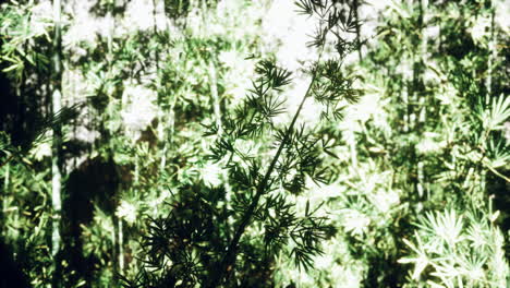 Grüner-Bambuswald-Im-Nebel