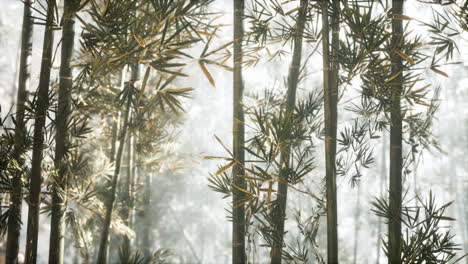 asian-bamboo-forest-with-morning-sunlight