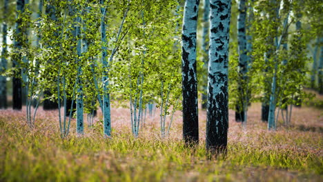 white-birch-trees-in-the-forest-in-summer