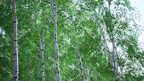 white-birch-trees-in-the-forest-in-summer