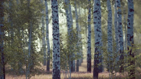 birch-forest-in-sunlight-in-the-morning