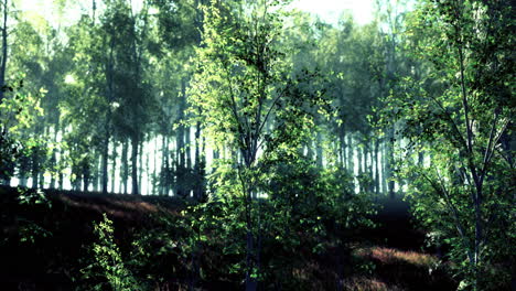 birch-forest-in-sunlight-in-the-morning