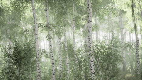Sunrise-or-sunset-in-a-spring-birch-forest-with-rays-of-sun-shining