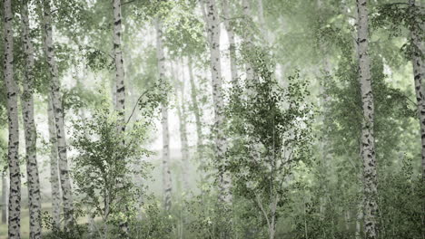 Spring-in-the-birch-grove-forest