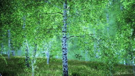 Birch-trees-on-the-green-grass