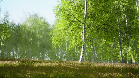 Birch-trees-on-the-green-grass