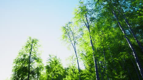 First-spring-greens-in-birch-grove
