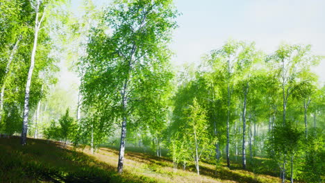 Birch-trees-in-bright-sunshine-in-late-summer