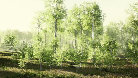 Green-birch-forest-at-sunset