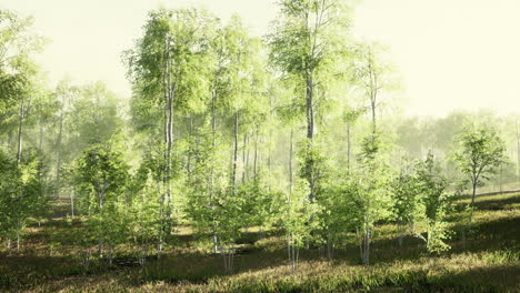 First-spring-greens-in-birch-grove
