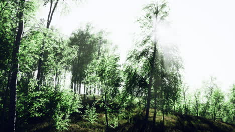 Bosque-De-Abedules-Verdes-Al-Atardecer