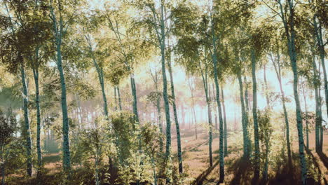 Bosque-De-Abedules-Verdes-Al-Atardecer