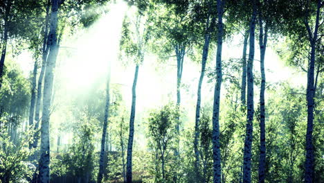 Panorama-of-birch-forest-with-sunlight