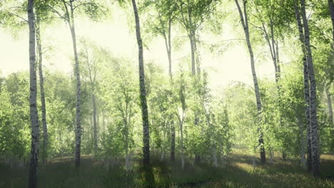 white-birch-grove-in-spring