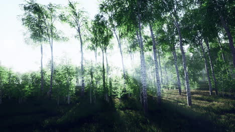 white-birch-grove-in-spring