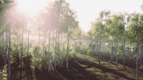 Panorama-of-birch-forest-with-sunlight
