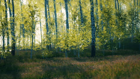 birch-grove-on-a-sunny-summer-day-landscape
