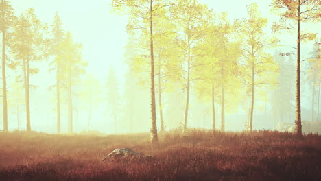 Szene-Des-Sonnenaufgangs-In-Einem-Birkenwald-An-Einem-Sonnigen-Sommermorgen-Mit-Nebel