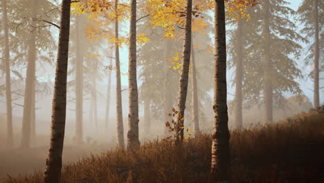 fresh-early-morning-mist-in-the-forest-it-sunrise