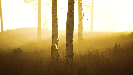 fresh-early-morning-mist-in-the-forest-it-sunrise