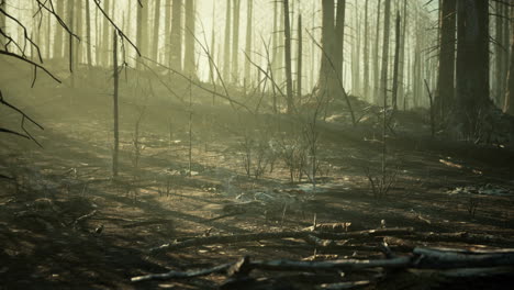 Forest-fire-and-fallen-tree-is-burned-to-the-ground-with-a-lot-of-smoke