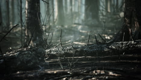 Waldbrand-Und-Umgestürzter-Baum-Werden-Mit-Viel-Rauch-Bis-Auf-Die-Grundmauern-Niedergebrannt