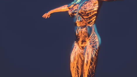 Analysis-of-Human-Anatomy-Scan-showing-blood-circulation