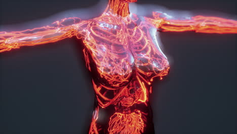 Menschliches-Kreislaufsystem-Mit-Herz--Und-Gefäßanatomie