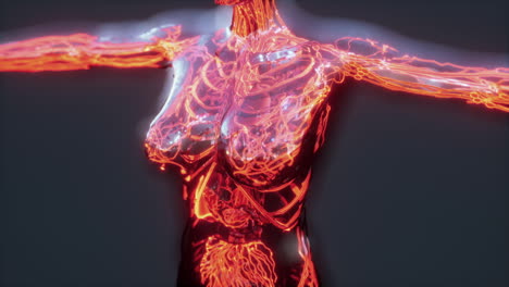 Análisis-De-La-Exploración-De-La-Anatomía-Humana-Que-Muestra-La-Circulación-Sanguínea