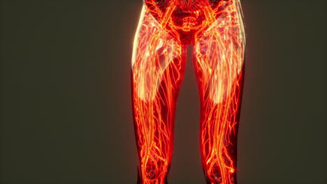 Analysis-of-Human-Anatomy-Scan-showing-blood-circulation