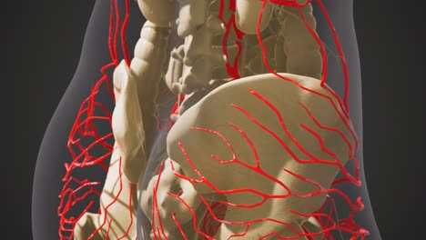 Wissenschaftliche-Anatomie-Menschlicher-Blutgefäße