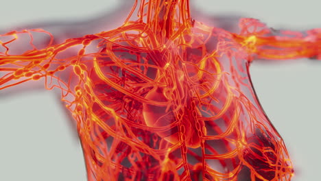 Human-Circulatory-System-Medical-scan