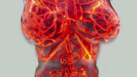 Analyse-Der-Anatomiescans-Menschlicher-Blutgefäße