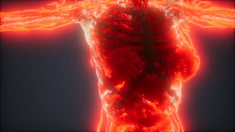 Colorful-Human-Body-animation-showing-bones-and-organs