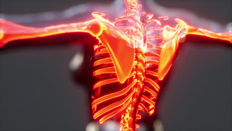 Scan-Der-Anatomie-Des-Menschlichen-Körperskeletts