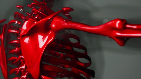3D-gerenderte-Medizinische-Animation-Der-Anatomie-Männlicher-Knochen