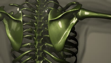 3D-rendered-Medical-Animation-of-Male-bones-Anatomy