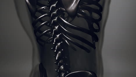 Anatomie-Der-Menschlichen-Skelettillustration