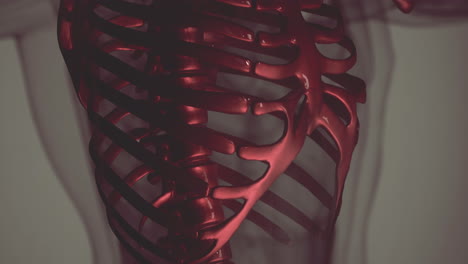 3D-gerenderte-Medizinische-Animation-Eines-Menschlichen-Knochens